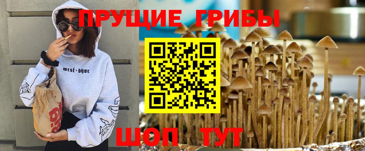купить  сайты  Псилоцибиновые грибы ЛСД  Вход с VPN  Сосновый Бор 